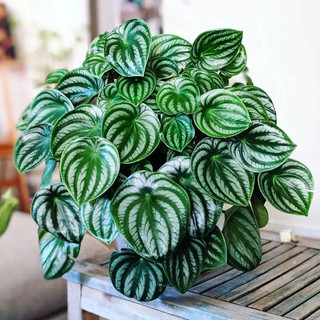 Watermelon Peperomia xinh xinh