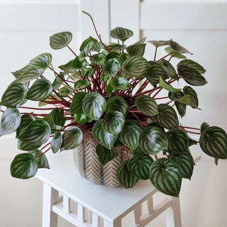 Watermelon Peperomia [ Cây Lá Sọc Dưa Hấu ] xinh xinh