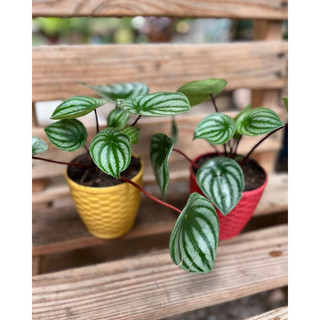 Watermelon Peperomia [ Cây Lá Sọc Dưa Hấu ] xinh xinh