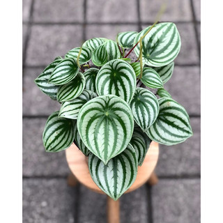 Watermelon Peperomia [ Cây Lá Sọc Dưa Hấu ] xinh xinh