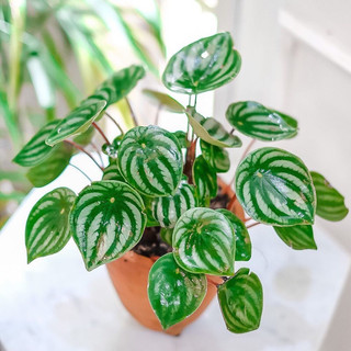 Watermelon Peperomia [ Cây Lá Sọc Dưa Hấu ] xinh xinh