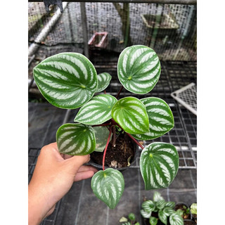Watermelon Peperomia [ Cây Lá Sọc Dưa Hấu ] xinh xinh
