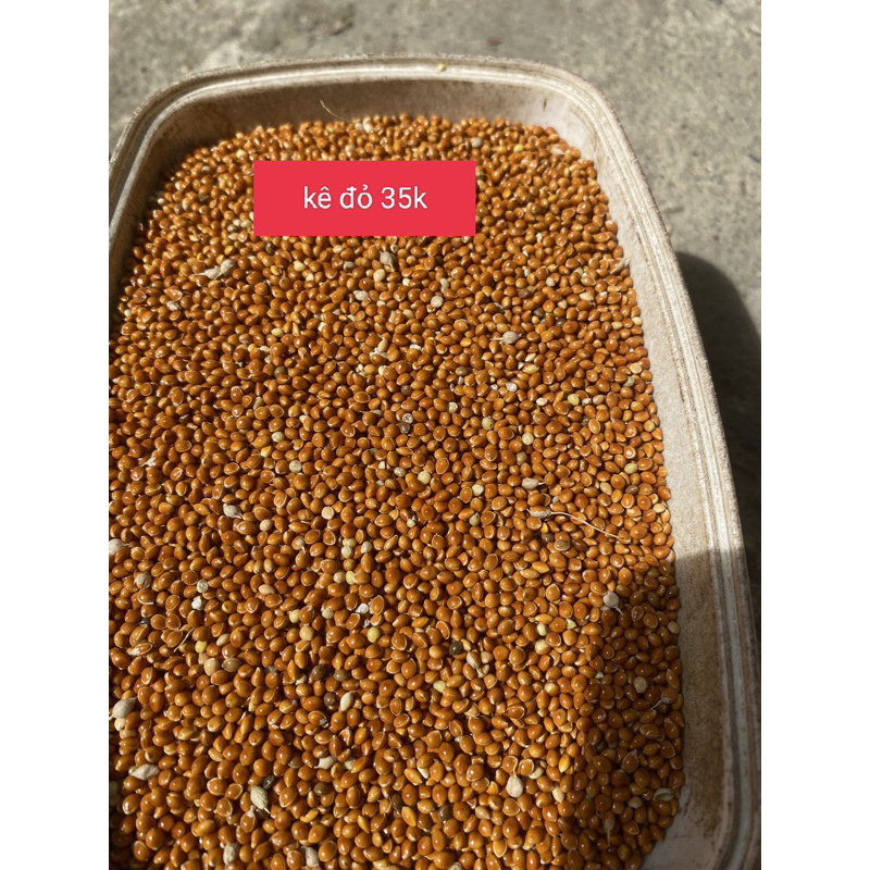 kê đỏ túi 1kg (34k)