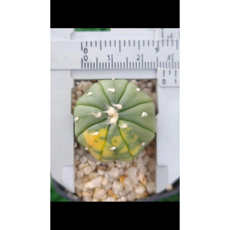 Xương rồng aster lem