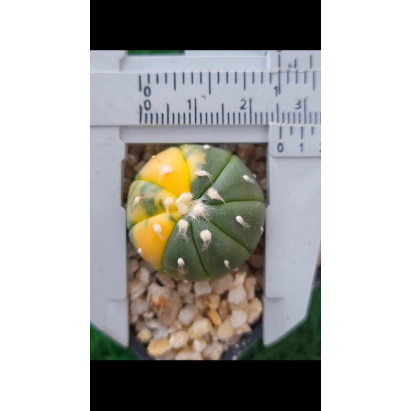 Xương rồng aster lem