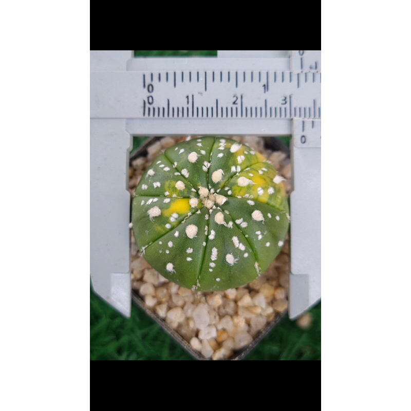 Xương rồng aster lem