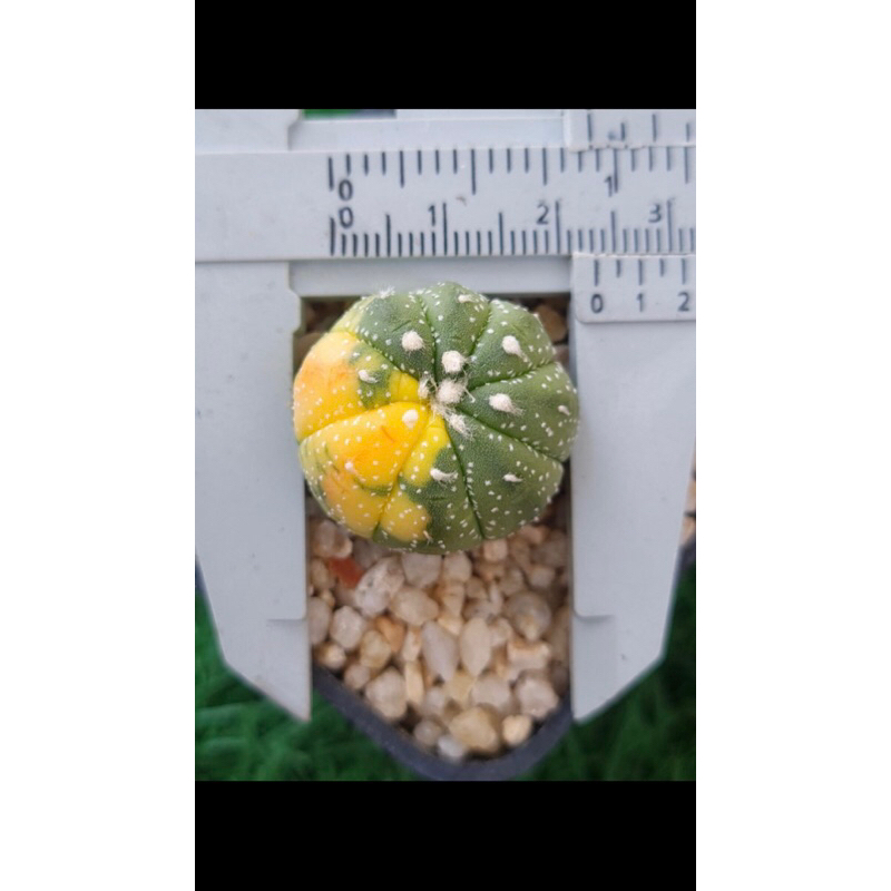 Xương rồng aster lem