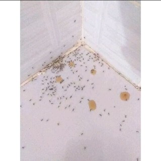 Thuốc diệt kiến, gián Việt nam