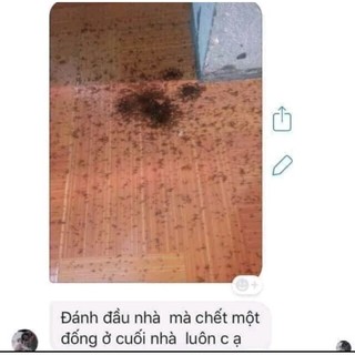 Thuốc diệt kiến, gián Việt nam