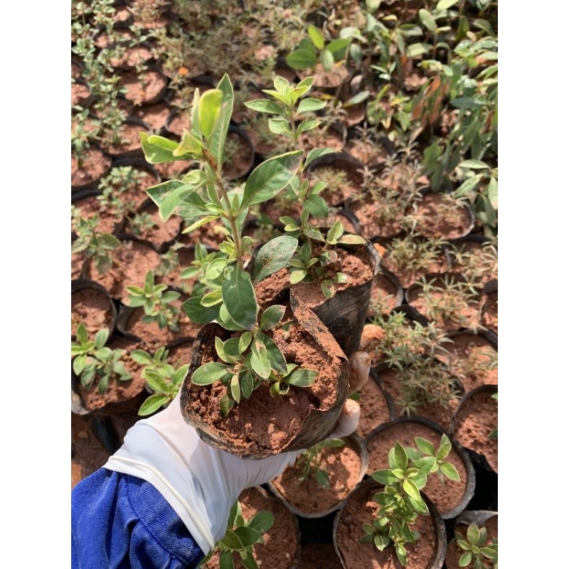 Bạch tuyết mai - cây hoa bạch tuyết mai