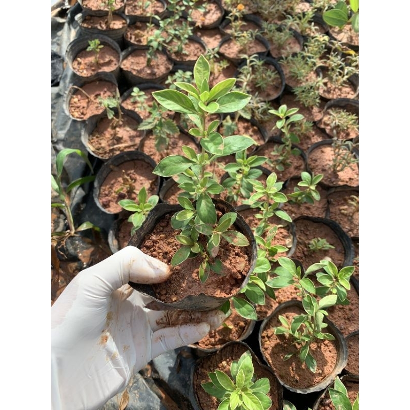 Bạch tuyết mai - cây hoa bạch tuyết mai