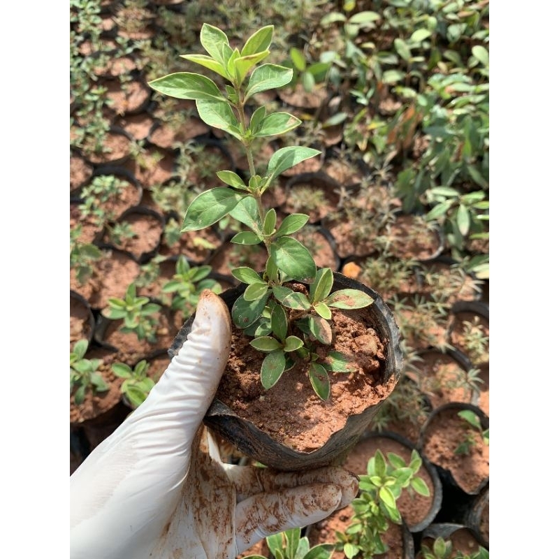 Bạch tuyết mai - cây hoa bạch tuyết mai