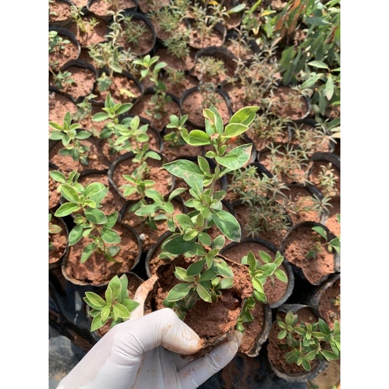 Bạch tuyết mai - cây hoa bạch tuyết mai