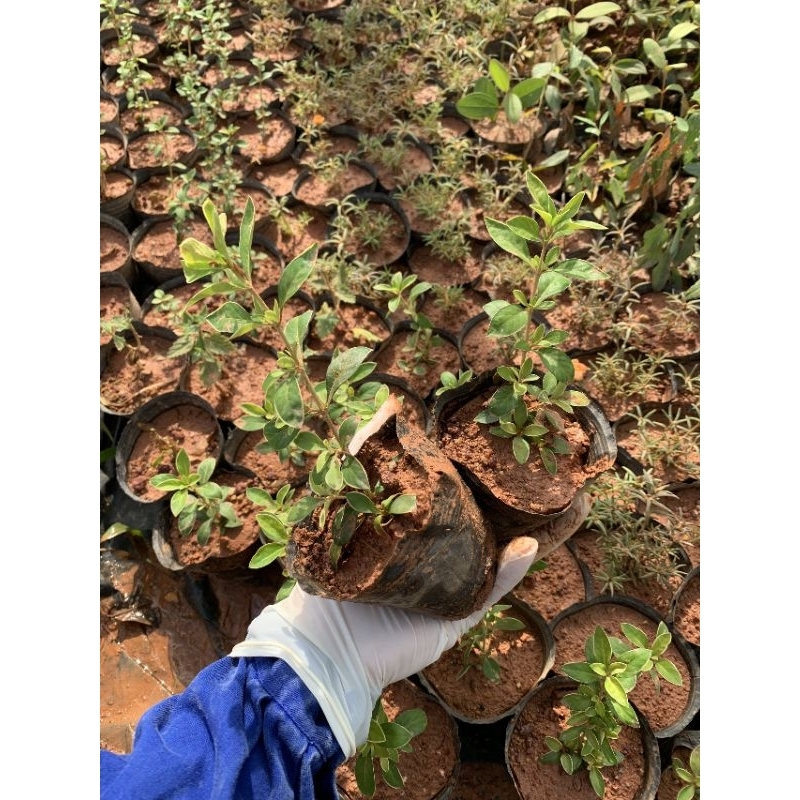 Bạch tuyết mai - cây hoa bạch tuyết mai