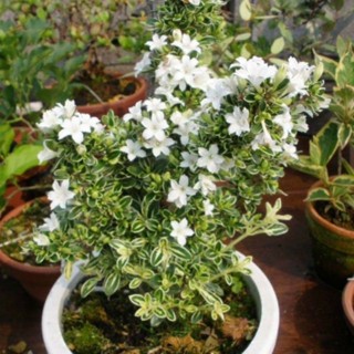 Bạch tuyết mai cao 30-50cm - cây hoa bạch tuyết mai (100% đúng giống -100% ảnh thật)