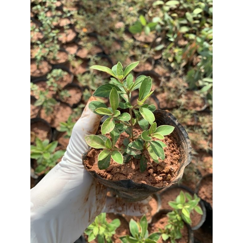 Bạch tuyết mai - cây hoa bạch tuyết mai