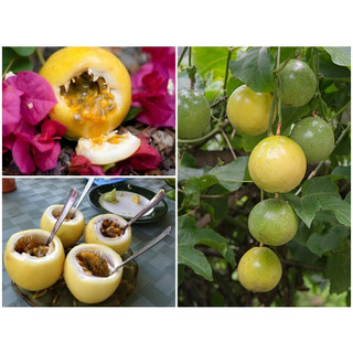 Cây giống chanh leo vàng