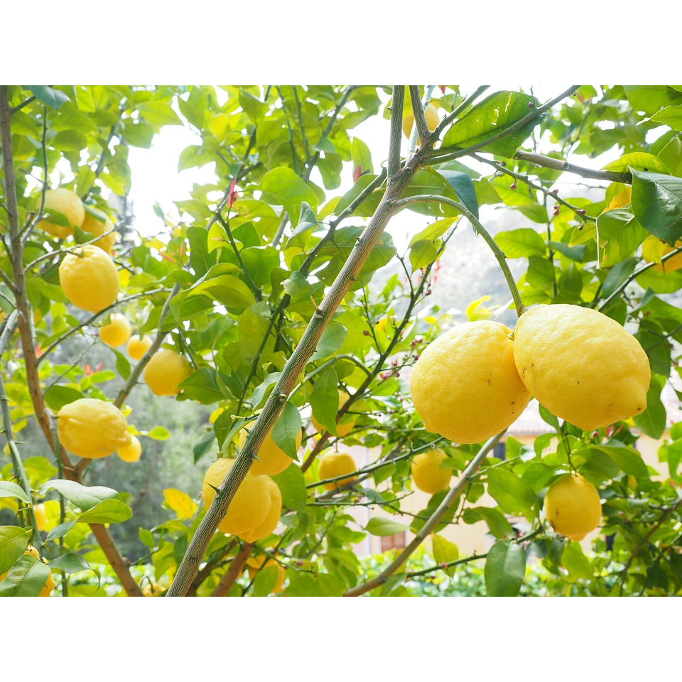 CÂY GIỐNG CHANH VÀNG MỸ