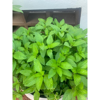 Cây húng cây ( bầu nhỏ)