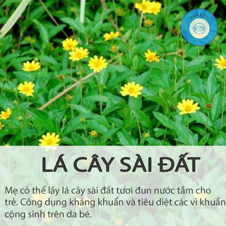 Lá sài đất tươi tắm tươi sạch cho bé hàng loại 1