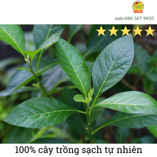 Lá cây mật gấu - cây lá đăng tươi