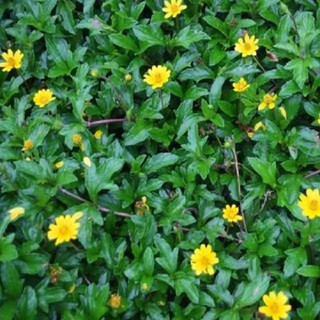Lá sài đất tươi tắm cho bé