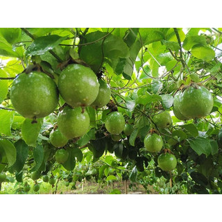 CÂY GIỐNG [combo 2 cây] CHANH LEO VÀNG ( cây leo gian, chanh leo siêu trái)