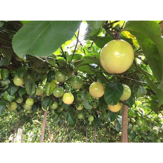 CÂY GIỐNG [combo 2 cây] CHANH LEO VÀNG ( cây leo gian, chanh leo siêu trái)