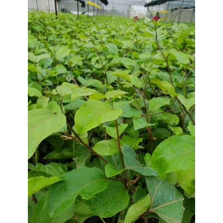 CÂY GIỐNG [combo 2 cây] CHANH LEO VÀNG ( cây leo gian, chanh leo siêu trái)