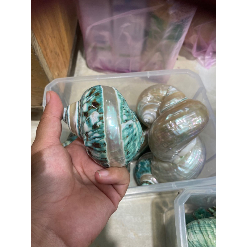 Vỏ xà cừ cho OMH