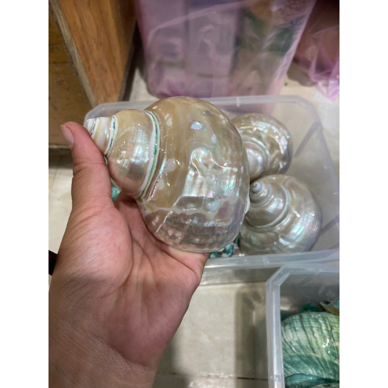 Vỏ xà cừ cho OMH