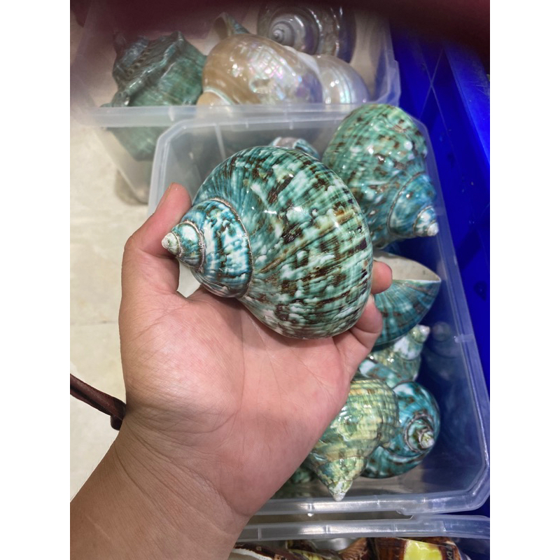 Vỏ xà cừ cho OMH