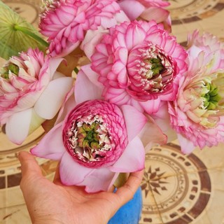 Giống sen cảnh juwaba chỉ gửi miền Bắc.