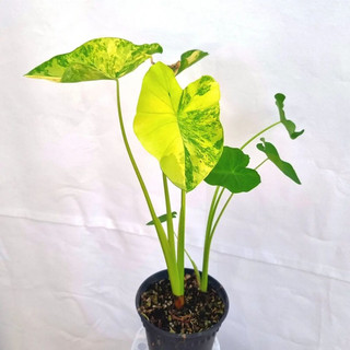 [ Colocasia Yellow Splash ] Tia chớp vàng xinh đẹp