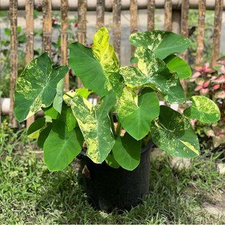 [ Colocasia Yellow Splash ] Tia chớp vàng xinh đẹp