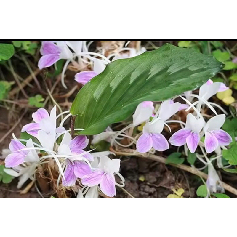 Củ giống Cây tam thất lá xanh-Mua 5 tặng 1