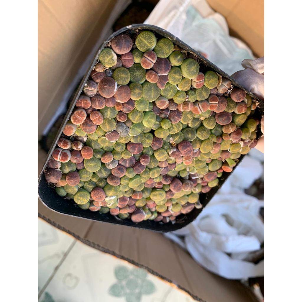 Mông,Lithops Xanh size 0.5 cm Mix Nâu, Hồng Siêu Nhỏ, Hơn 100 cây Siêu xinh Bao bù lỗi vận chuyển