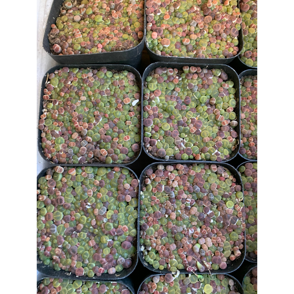 Mông,Lithops Xanh size 0.5 cm Mix Nâu, Hồng Siêu Nhỏ, Hơn 100 cây Siêu xinh Bao bù lỗi vận chuyển