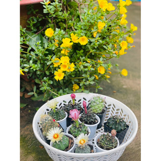 Set 10 cây xương rồng sẵn nụ phổ thông