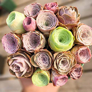 Sen đá hoa hồng greenovia size mini 2,5-5cm, lỗi 1 đổi 1
