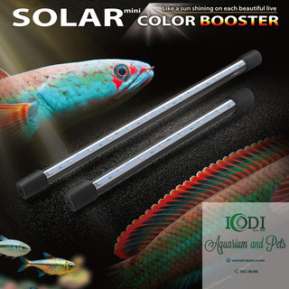 Đèn Cá Lóc Neo-Helios Solar Color Booster
