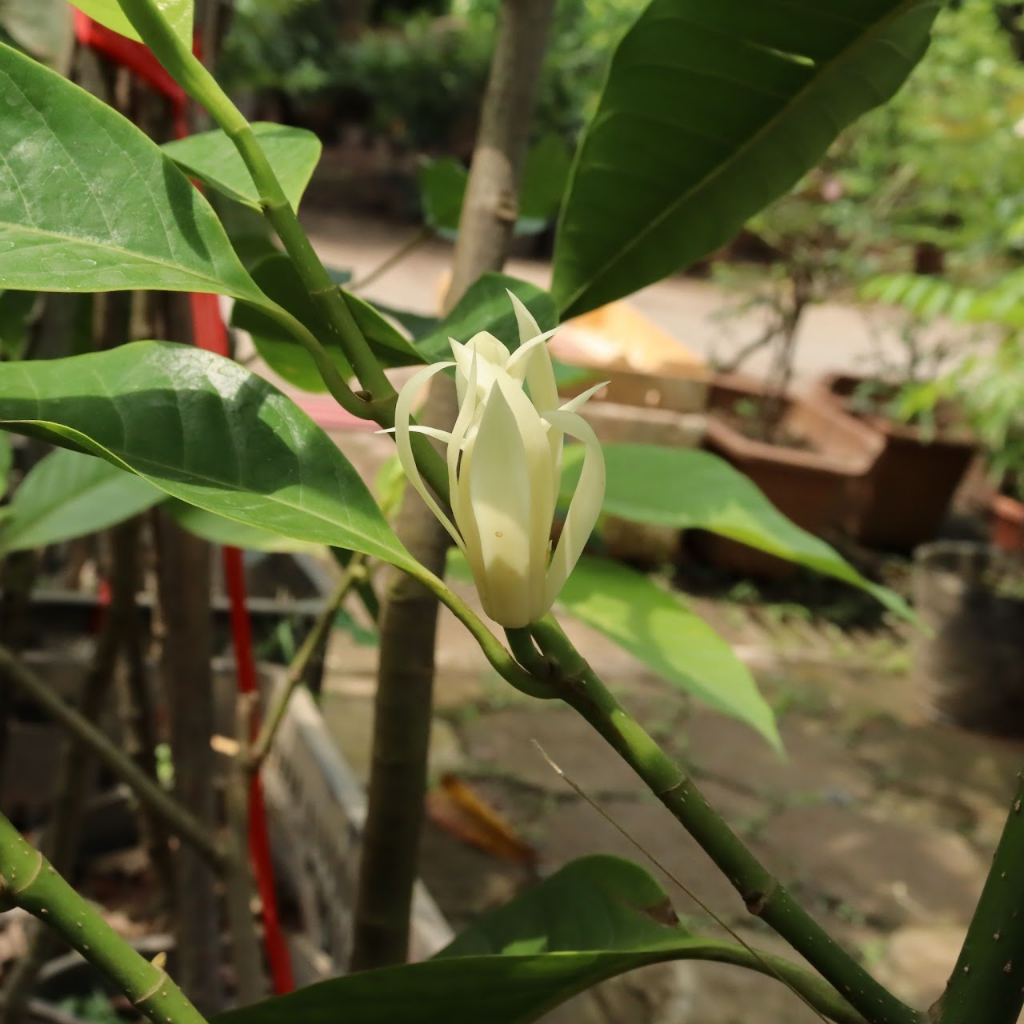 Bầu giống cây hoa ngọc lan trắng chuẩn hàng - Ảnh chụp thực tế tại vườn