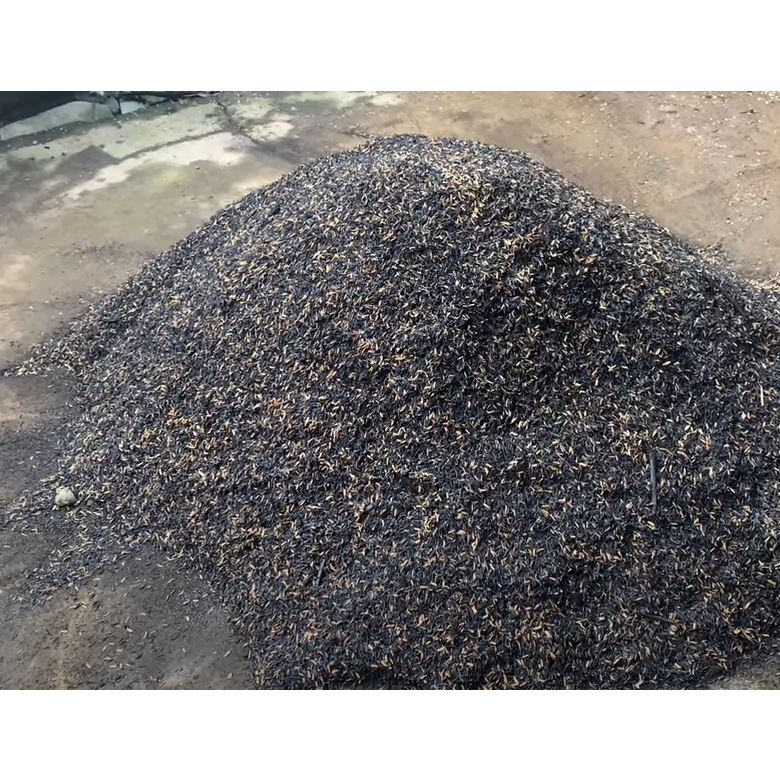 Trấu hun dở trồng cây, tạo độ tơi xốp và giữ ẩm cho đất