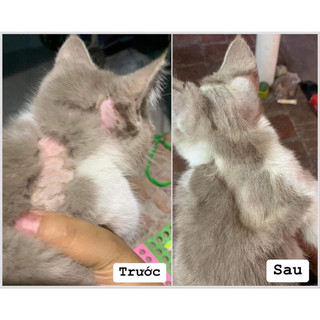 Xịt viêm da thảo dược cho chó mèo