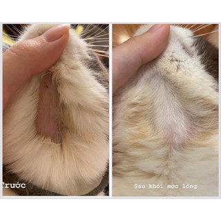 Xịt viêm da thảo dược cho chó mèo