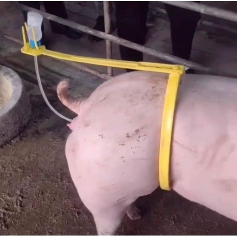 Kẹp trợ phối cho heo