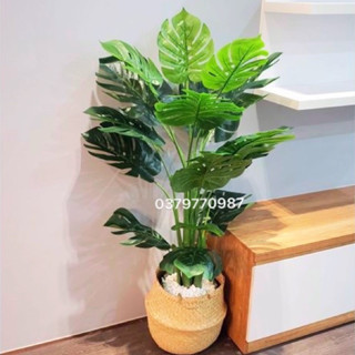 Cây lá xẻ , cây lá rùa 130cm 3 nhánh