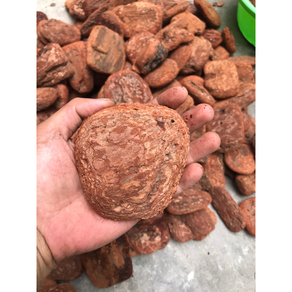 1kg vỏ thông trồng hoa lan, hàng mài cạnh đã xử lý