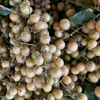 Quả mắc mật chín ngâm muối hộp 1KG