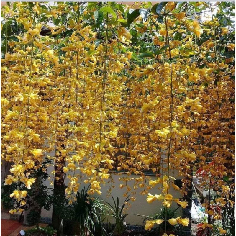 Lan hoàng dương leo cao 90-1m2